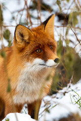 Wild fox of Polar Circle on a forest path, North Europe, Kola Peninsula