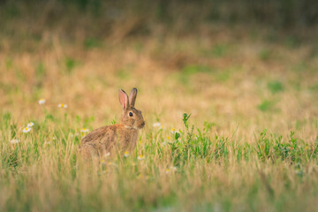 Lapin dans la prairie