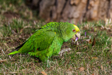 Gelbkopfamazone (Amazona oratrix)