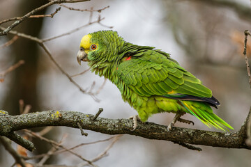 Gelbkopfamazone (Amazona oratrix)
