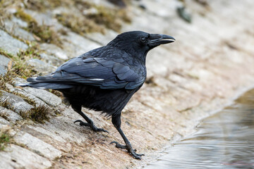 Rabenkrähe (Corvus corone)