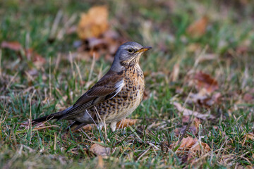 Fototapeta premium Wacholderdrossel (Turdus pilaris)