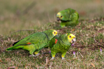 Gelbkopfamazone (Amazona oratrix)