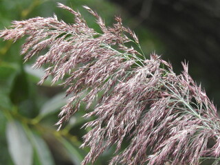 Blades of grass close up