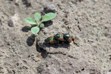 Margined Vine chafer (Anomala dubia) on the ground. Young beetles begin breeding.  It is a pest of crops.