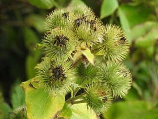 A plant with green circular spike balls