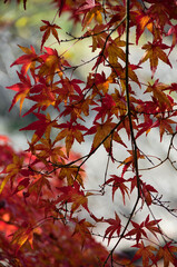 red autumn leaves