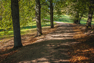 Natural path in autumn forest with tree and dynamic shadows. Autumn landscape. Fall. Latvia.