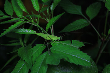 Katydids on wild plants, North China