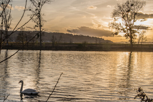 Schwan auf der Mosel bei Schweich