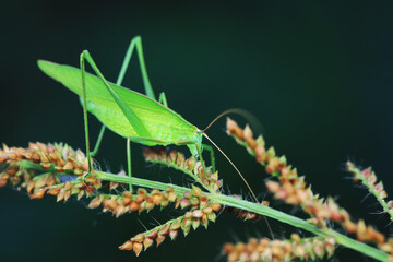 Katydids on wild plants, North China