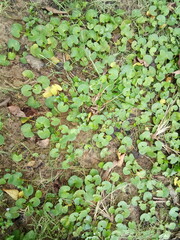 green leaves on the ground