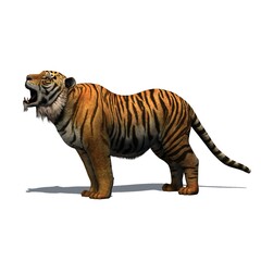 Fototapeta na wymiar Wild animals - tiger with shadow on the floor - isolated on white background - 3D illustration