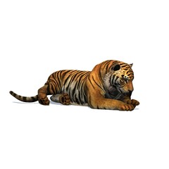 Fototapeta premium Wild animals - tiger with shadow on the floor - isolated on white background - 3D illustration