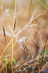 Raindrops on dry grass in the forest natural eco background texture, macro image