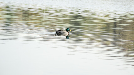 Wild ducks in their natural environment 