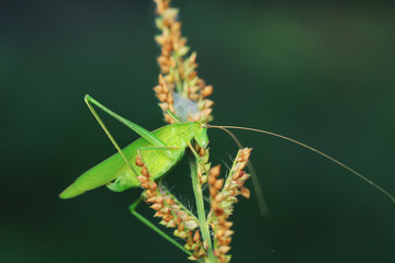 Katydids on wild plants, North China