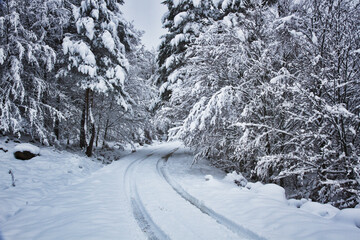 Snowy road surrounded by trees
