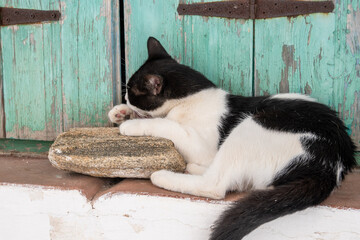 Black and white cat on street in Lefkes village on Paros island, Cyclades islands, Greece