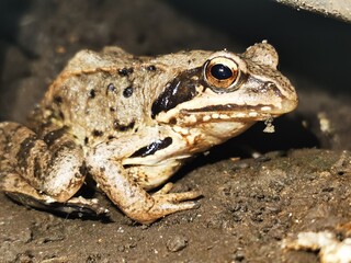 frog on the ground
