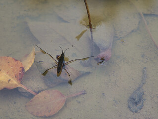 The water surface tension is visible when the water strider's feet come into contact with a natural...