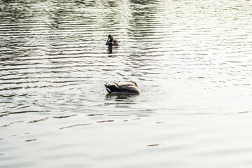 Wild ducks in their natural environment 