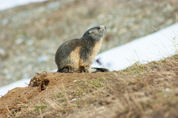 Marmotte en-dehors de son trou observant autour d'elle.