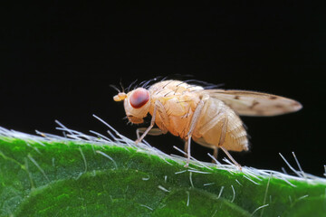Flies on plants in the nature, North China Plain