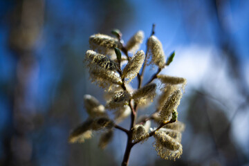 spring flowering, buds