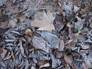 Fallen leaves with white frost, abstract natural background. Frozen foliage on the ground. First frost. Yellow fallen leaves covered with ice and hoarfrost, top view. Late autumn, freezing concept.
