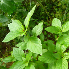 Green leaves of Basil plant growing in herb garden. Great sweet basil (Ocimum basilicum, Genovese basil). Closeup, selective focus, shades