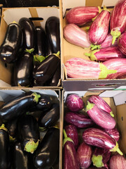 Closeup view of small purple Asian eggplants, food background photography. Pile of fresh eggplants at Indian market, vegetarian food.