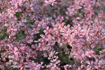 pink and white leaves on bushes