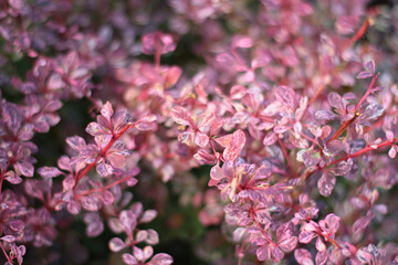Naklejka premium pink and white leaves on bushes