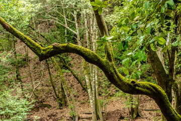 Bosque centenario de laurisilva, endémico canario.