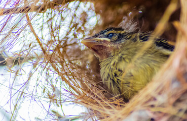 baby bird in nest