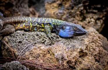 Lagarto tizón canario, negro amarillo y azúl.