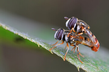 Flies on plants in the nature, North China Plain