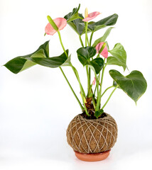 Kokedama - Decoración floreal con plantas de estilo japonés