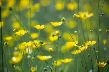 Fototapeta premium yellow flowers