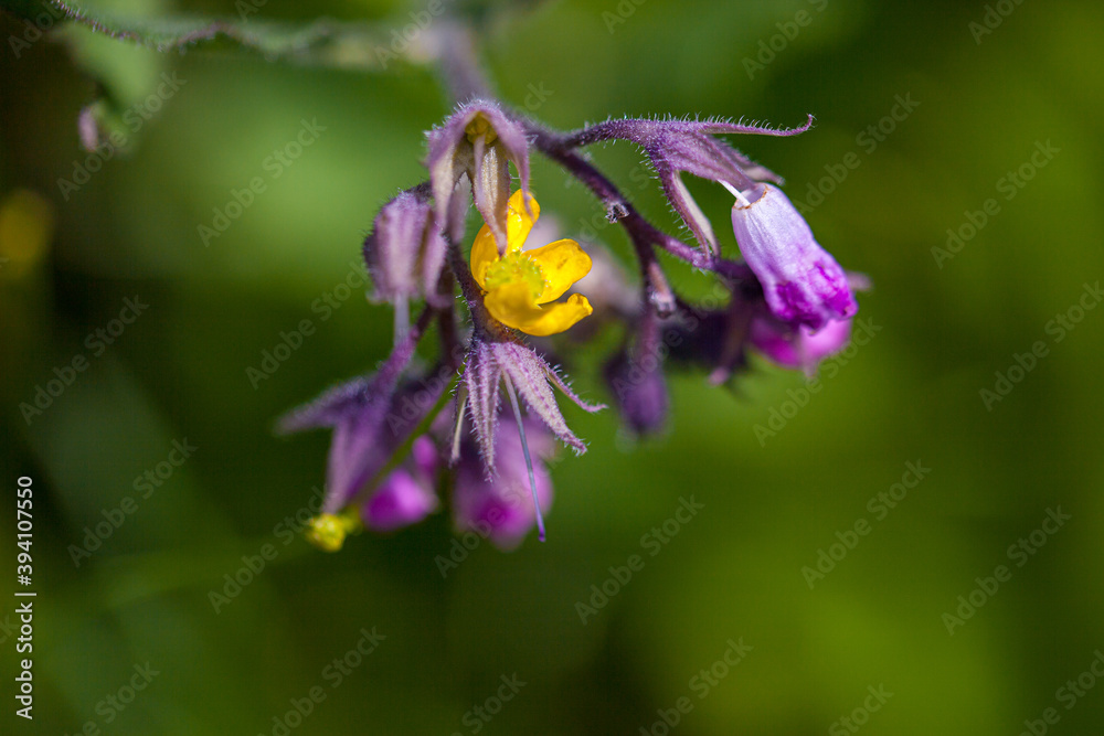 Canvas Prints Blooming flowers