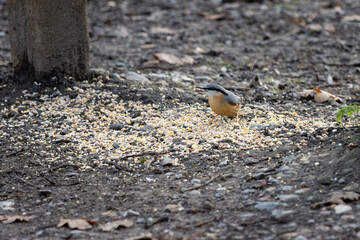 Naklejka na ściany i meble Nuthatch by a wooden bench ready to eat some seed