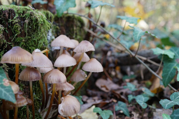 Gruppo di funghi nel bosco del parco di Monza vicino a foglie di edera 