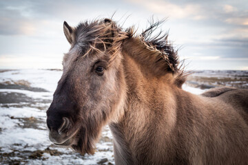 Fototapeta premium unglaublich flauschige Islandpferde auf einer Weide in Island