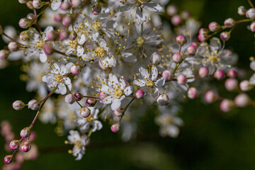 Play of colors in spring