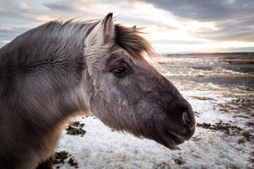 Naklejka na ściany i meble unglaublich flauschige Islandpferde auf einer Weide in Island