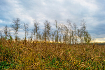 Fototapeta premium Silhoutte of the canopy of deciduous trees in a field in wetland under a cloudy sky in sunlight in autumn, Almere, Flevoland, The Netherlands, November 20, 2020