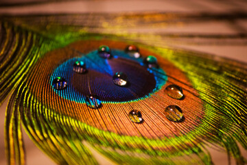 Detail of peacock feather with water drops