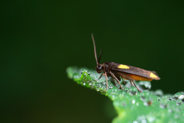 Moths on leaves in nature, North China Plain
