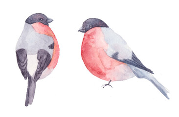 Two watercolor bullfinches isolated on white background.